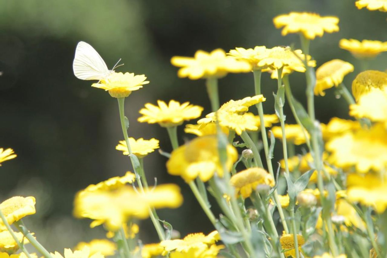 veldbloemen